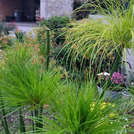 Charmante Maison Bourbonnaise Du Xviiie Avec Animaux Acceptes Taxat-Senat