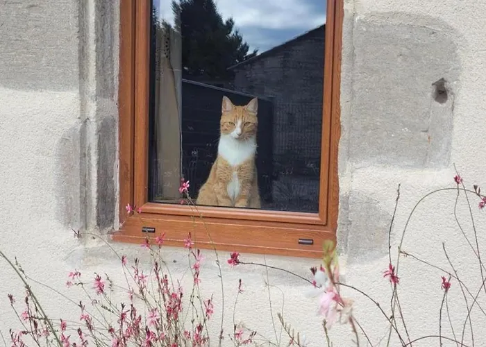 Charmante Maison Bourbonnaise Du Xviiie Avec Animaux Acceptes - Fr-1-489-393 Taxat-Senat
